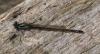 Ischnura elegans